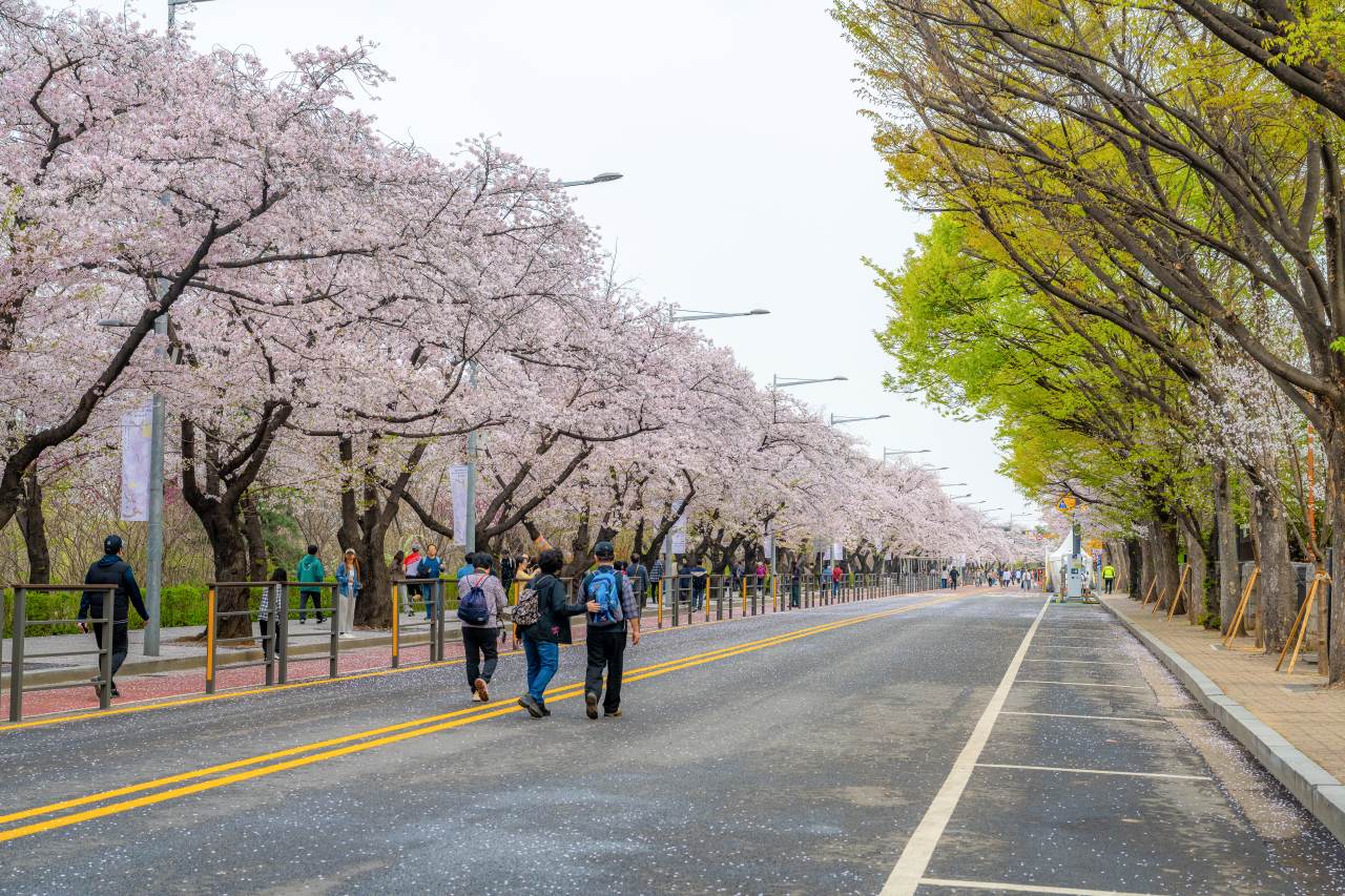 Five spring-flower spots in Seoul