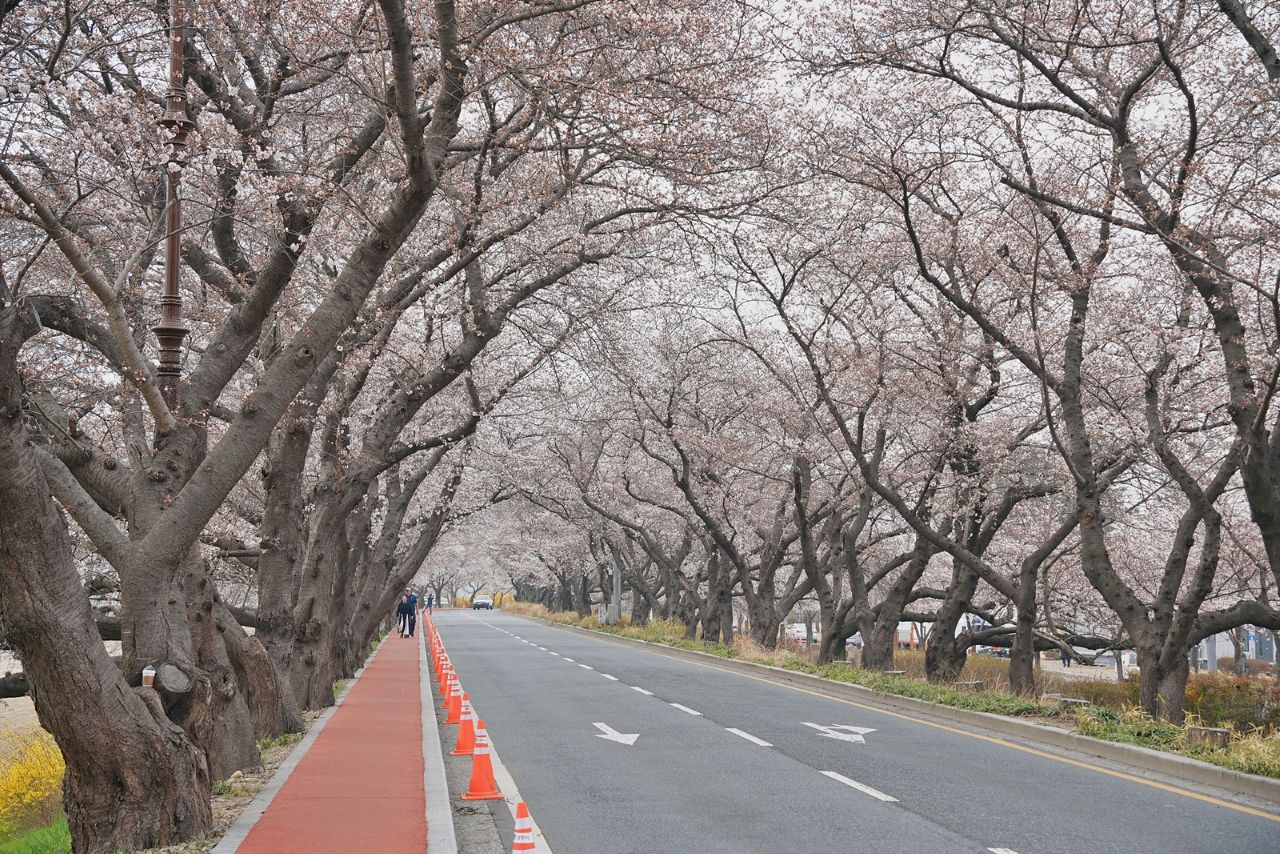 3월30일 월요일 오전 흥무로 벚꽃길 / 사진=경주문화관광