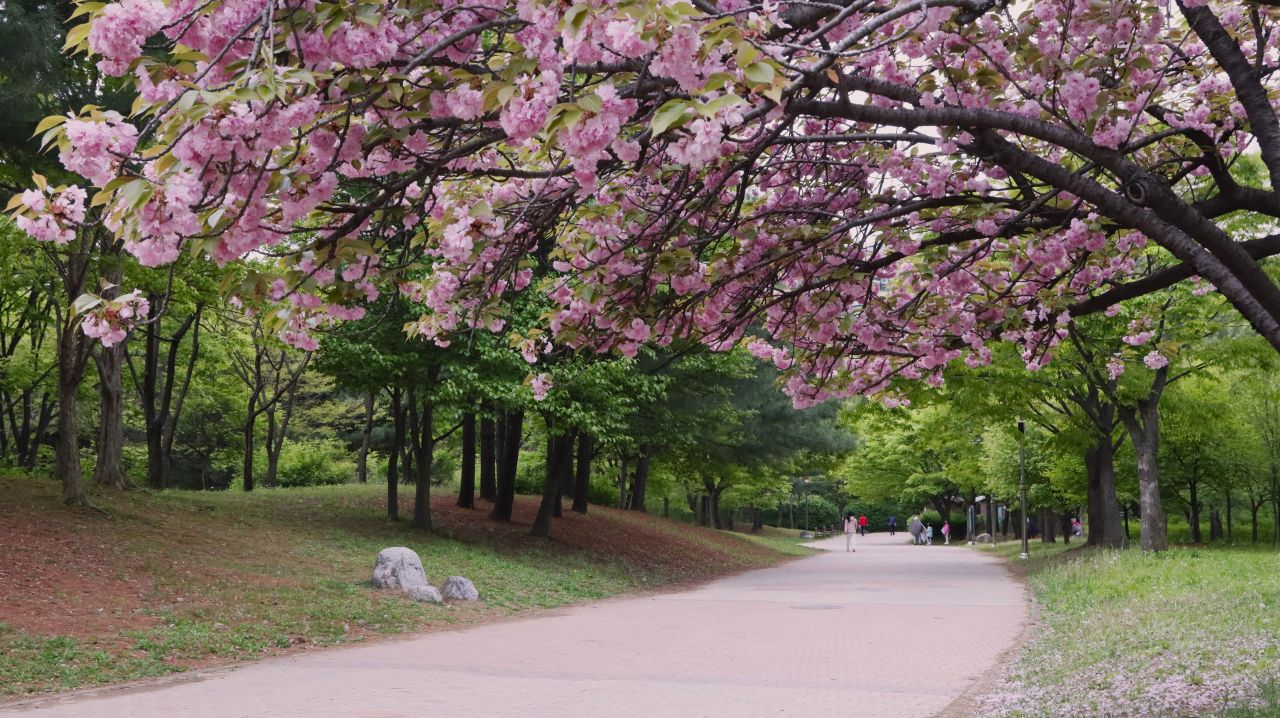 난지천공원 겹벚꽃 / 사진=서울의공원 이애용
