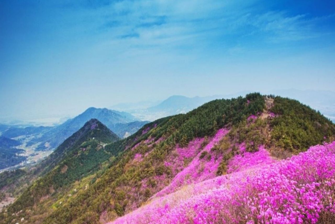 천주산 진달래 / 사진=창원시