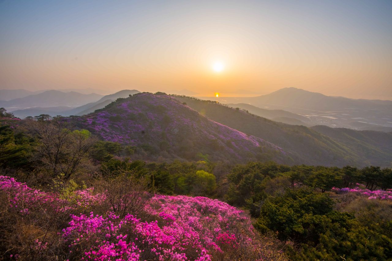 고려산 정상 진달래 파도