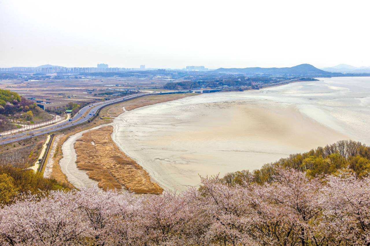 오두산통일전망대 벚꽃 / 사진=경기관광플랫폼