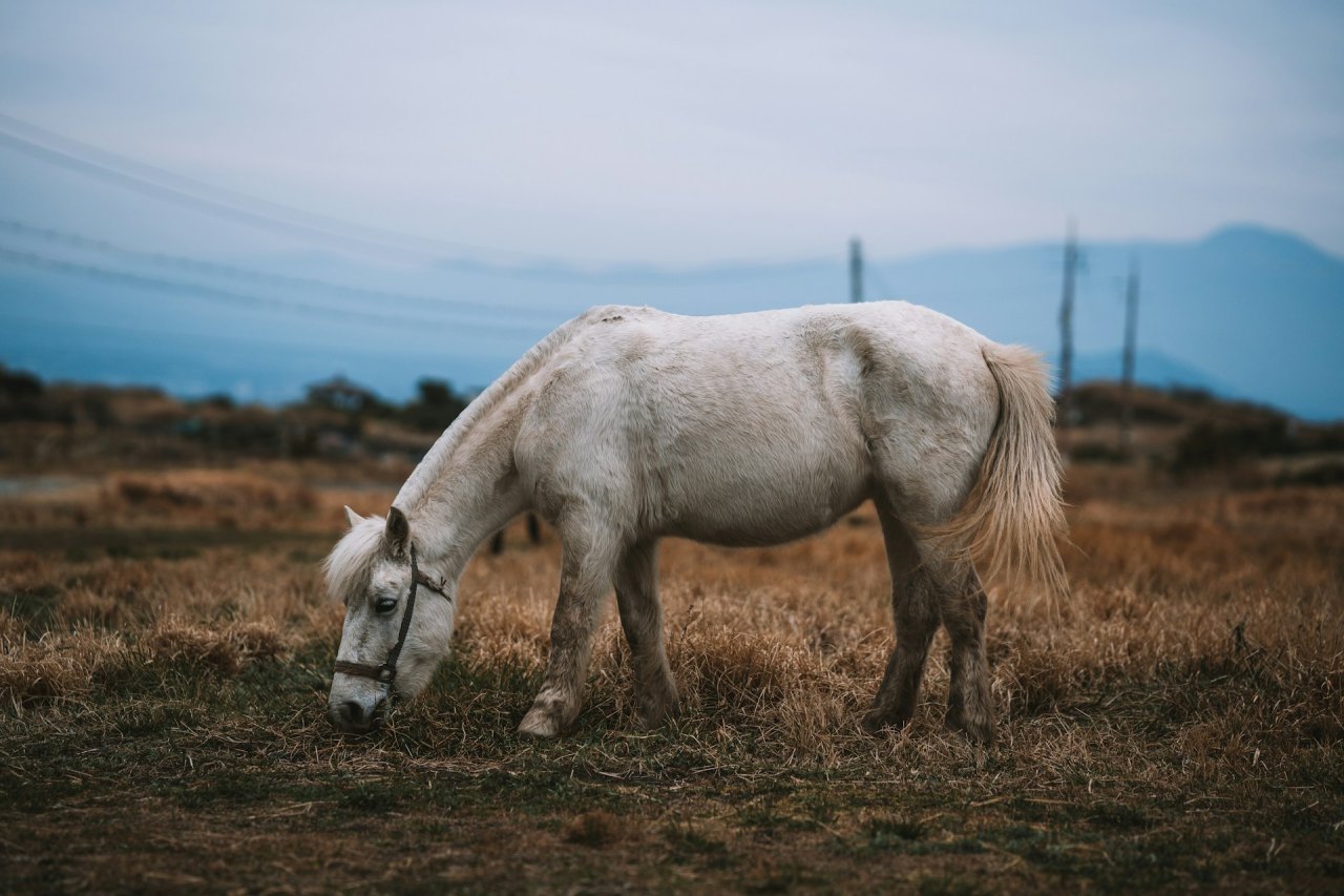 수학 여행지 추천 / 사진=unsplash@Spenser Sembrat