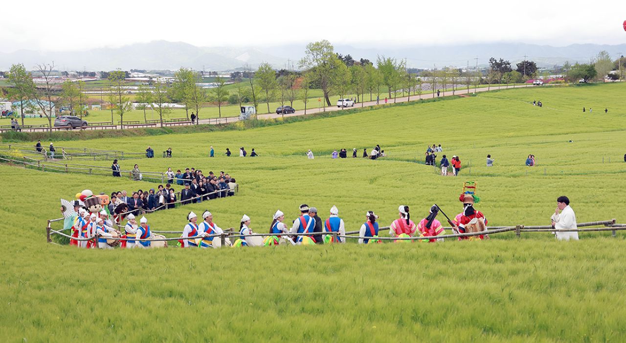 100만㎡로 확장된 청보리밭 / 사진=고창문화관광