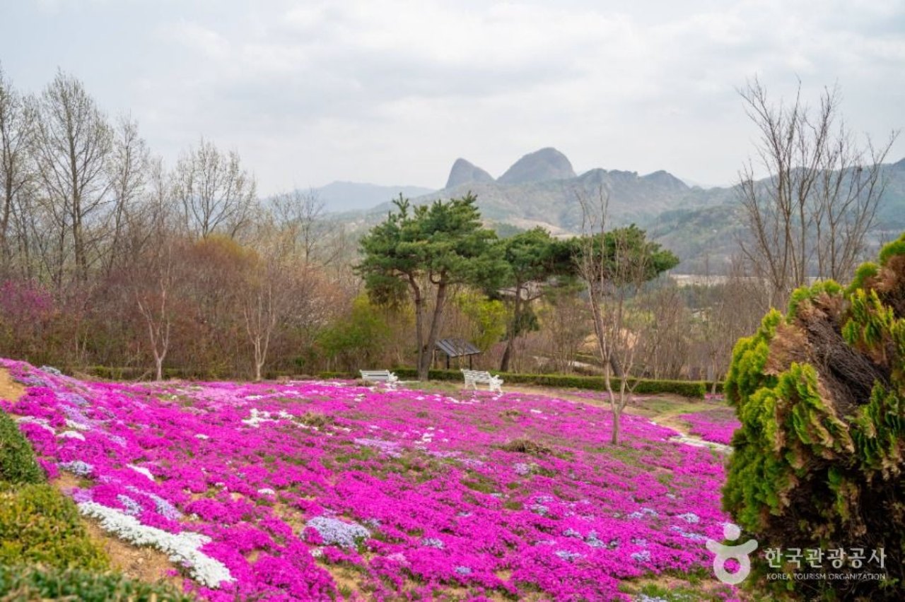 꽃잔디동산의 탄생