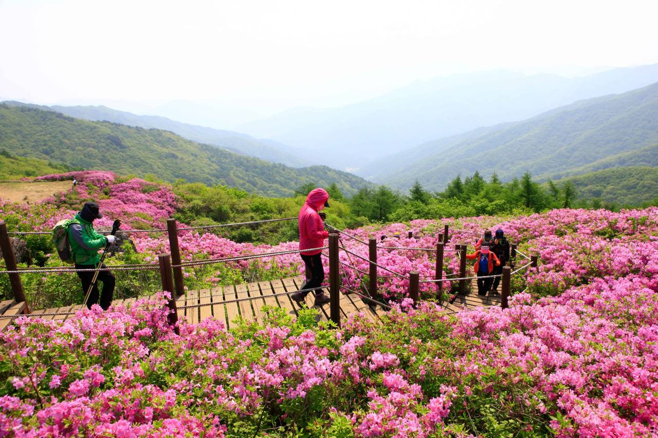 지리산 바래봉 / 사진=한국관광공사 포토코리아@김지호