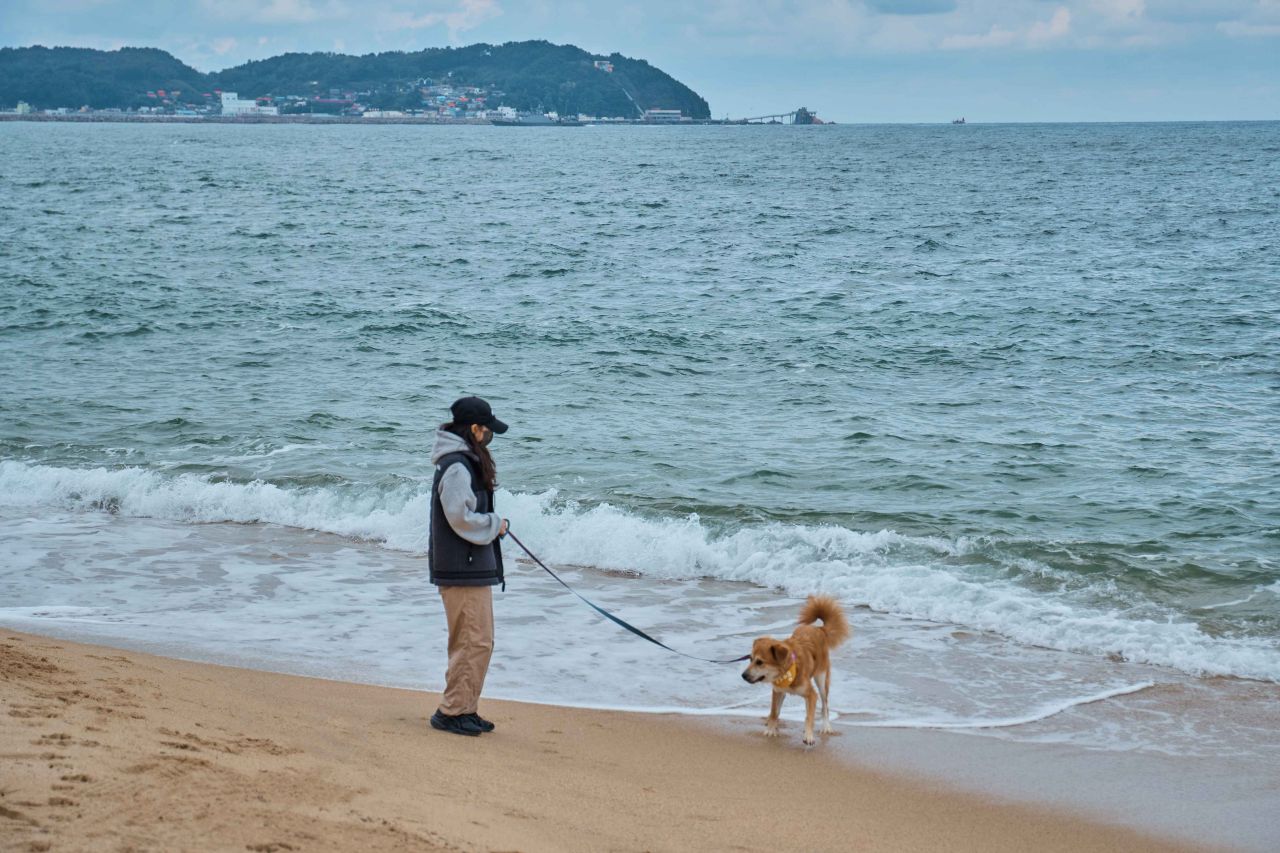 강원도 애견 동반 여행 코스 / 사진=한국관광공사 포토코리아@전체이용가스튜디오