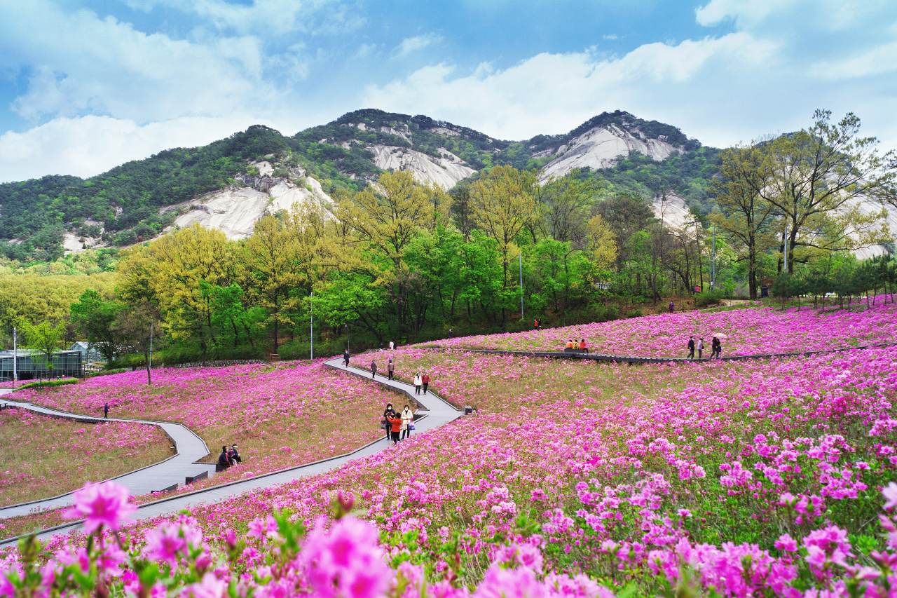 Bulgamsan rock ridgeline and azaleas / Photo courtesy of Nowon District