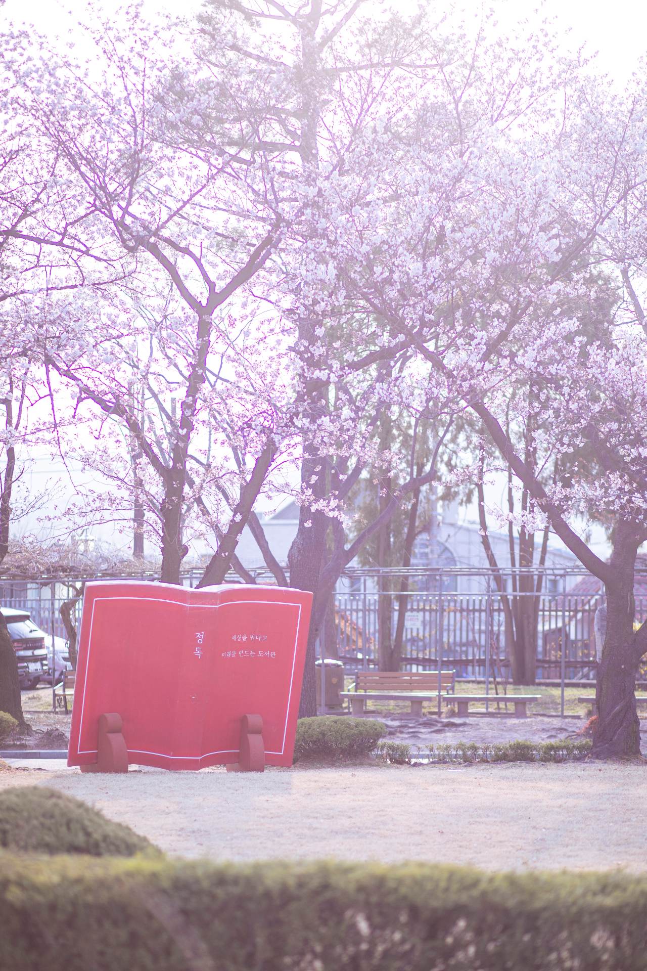 정독도서관 수양벚꽃