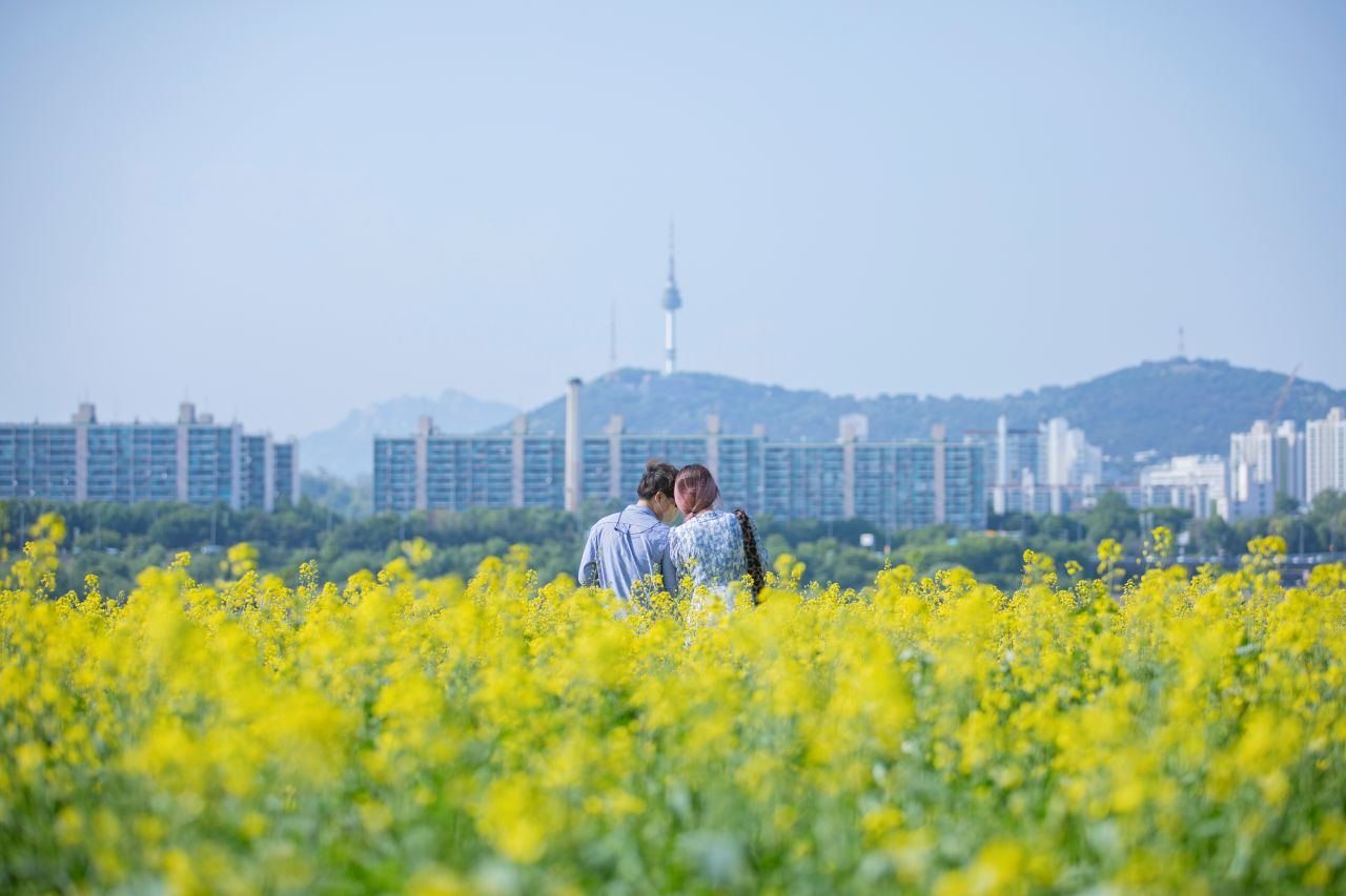 반포한강공원 유채꽃 / 사진=서울관광재단