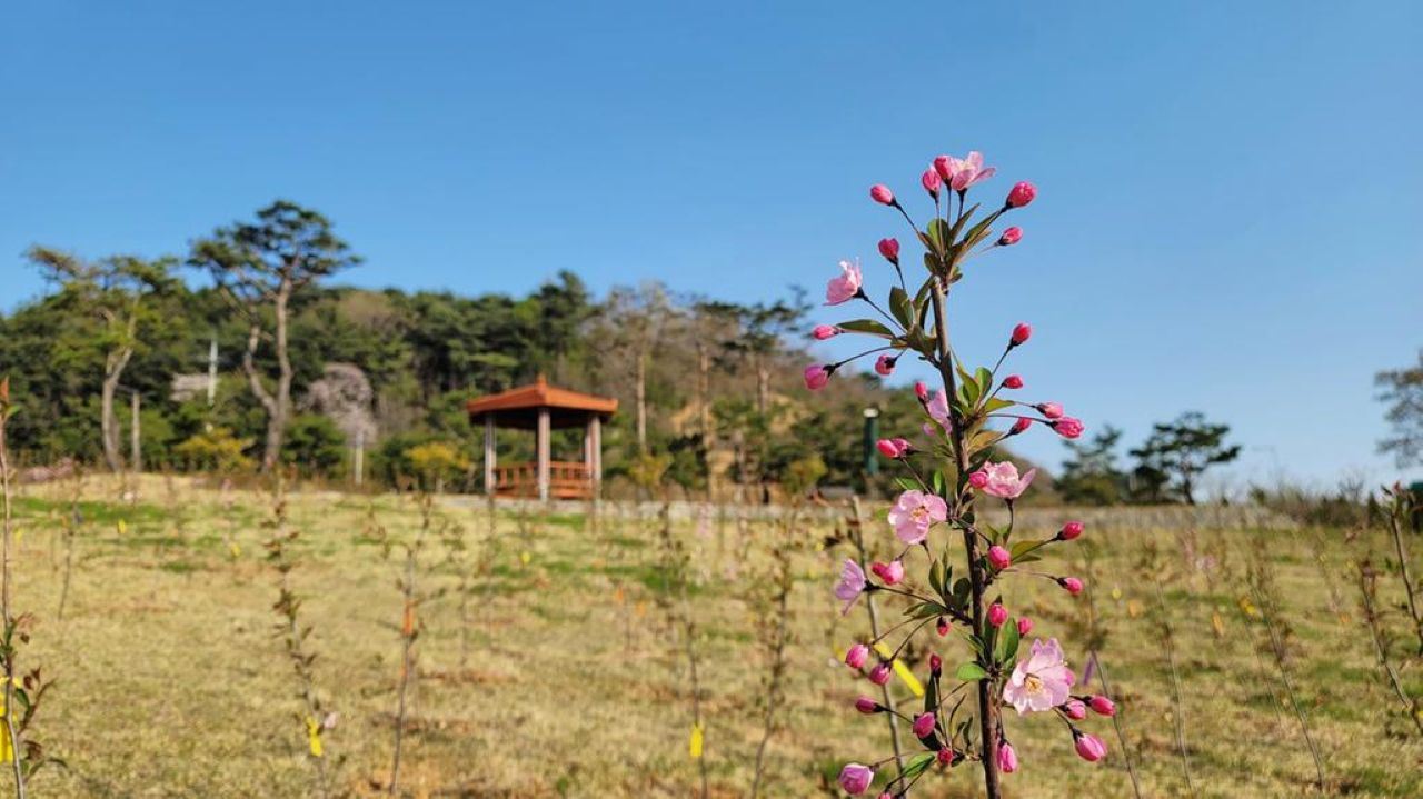 서부해당화 / 사진=남해군