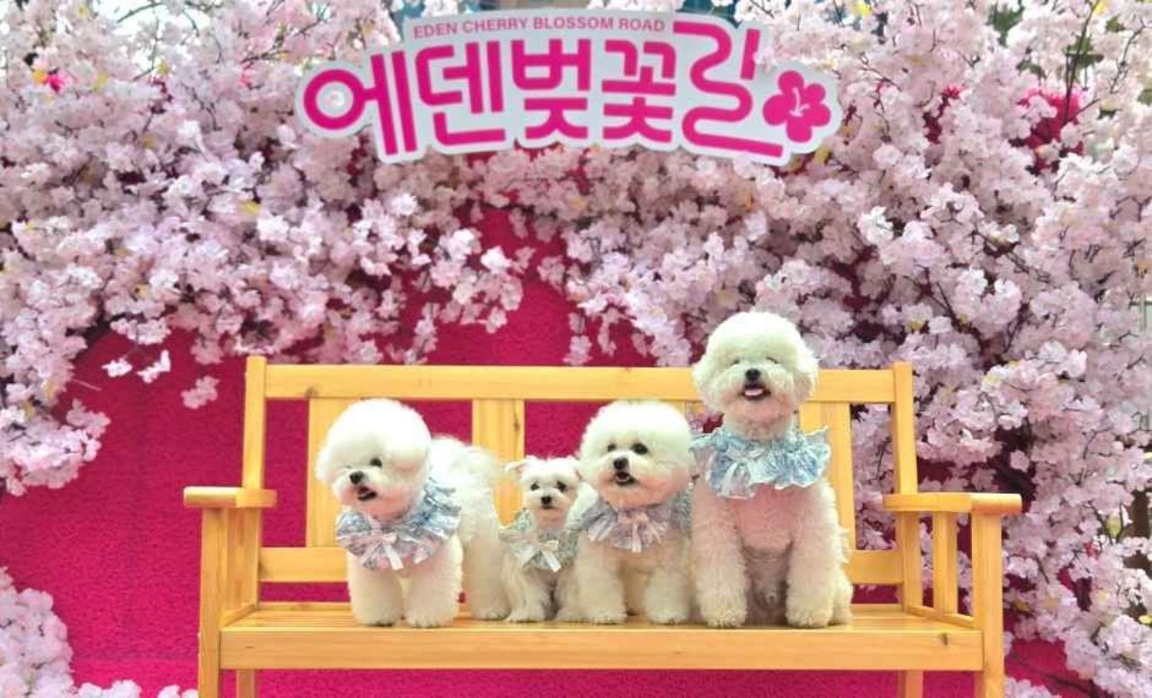 늦게 피는 이유? / 사진=한국관광콘텐츠랩
