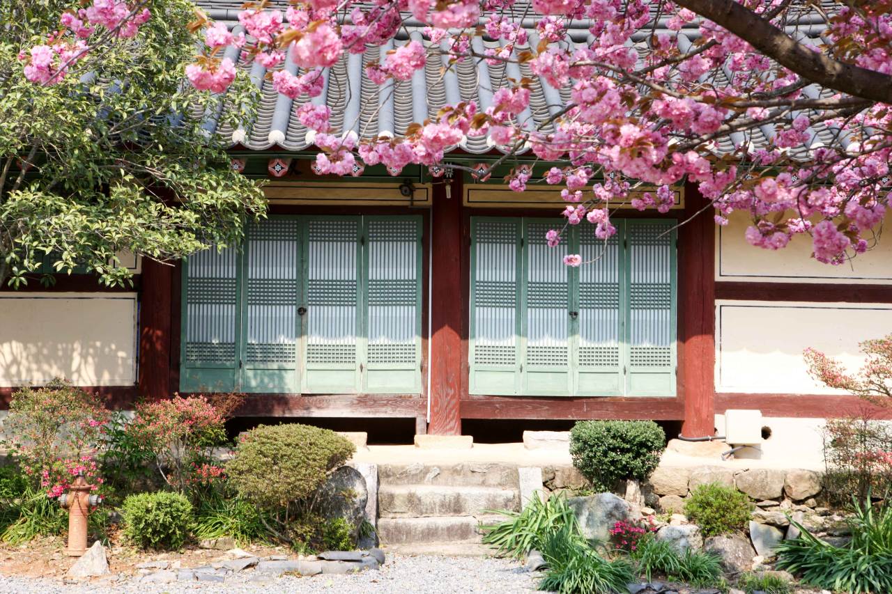 선암사 겹벚꽃 / 사진=한국관광공사 포토코리아@김지호