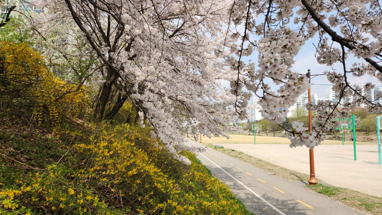 탄천길 벚꽃 / 직접촬영