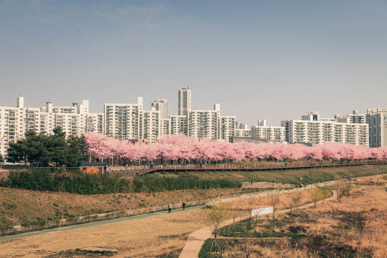안양천 벚꽃 장관 / 사진=서울관광재단