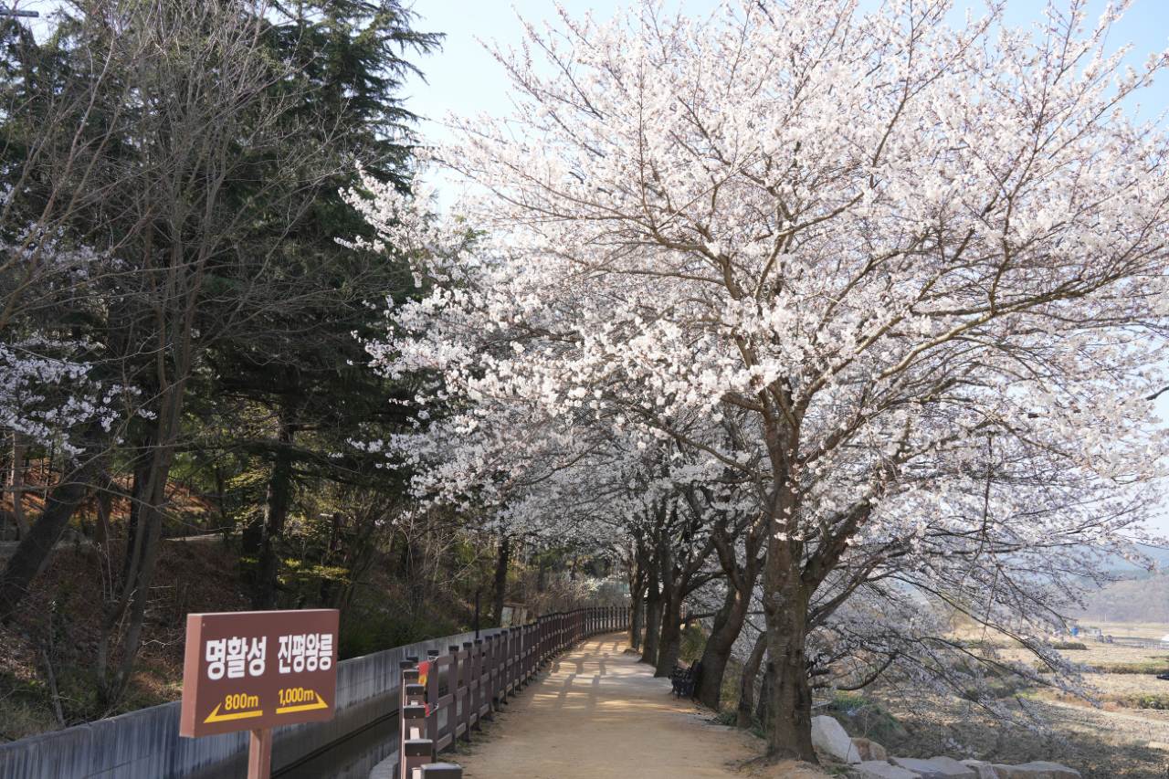 선덕여왕길 겹벚꽃