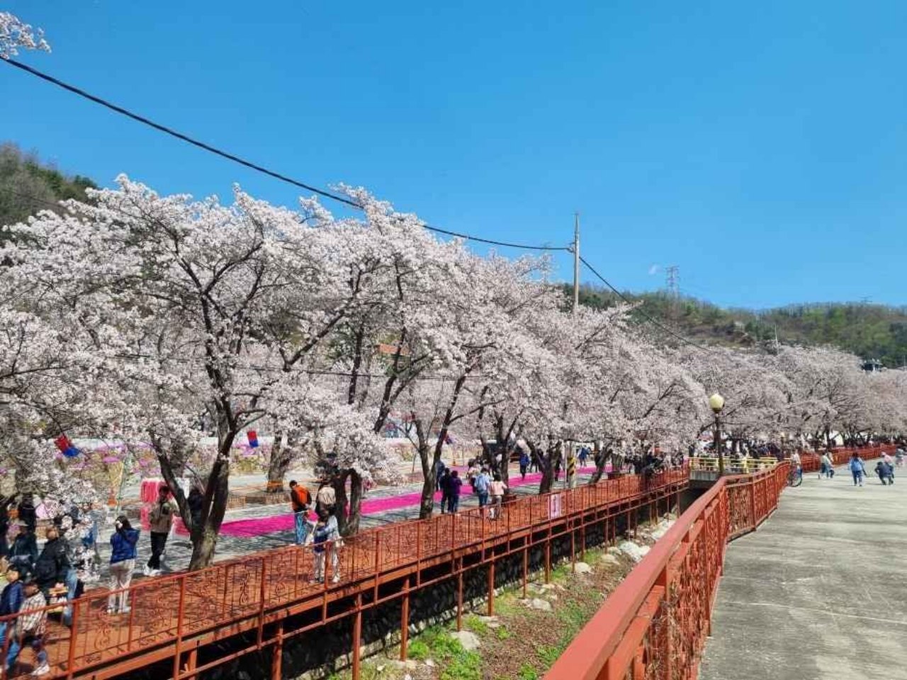 약 2km 벚꽃터널 / 사진=한국관광콘텐츠랩