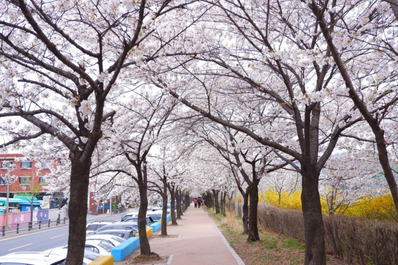 안양천 벚꽃 / 사진=경기관광@이뜨든