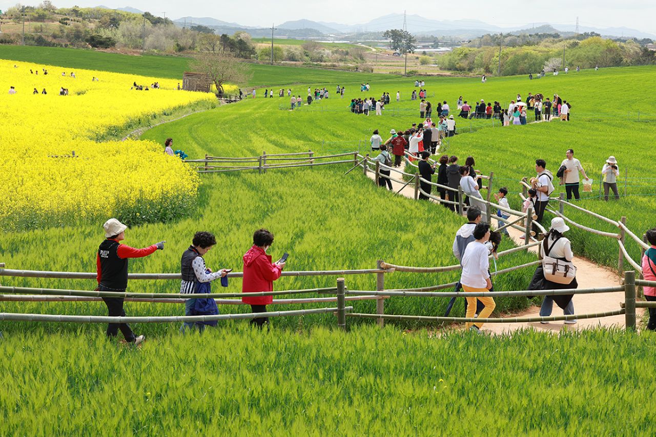 15만 평 유채꽃밭도 더해질 예정 / 사진=고창문화관광
