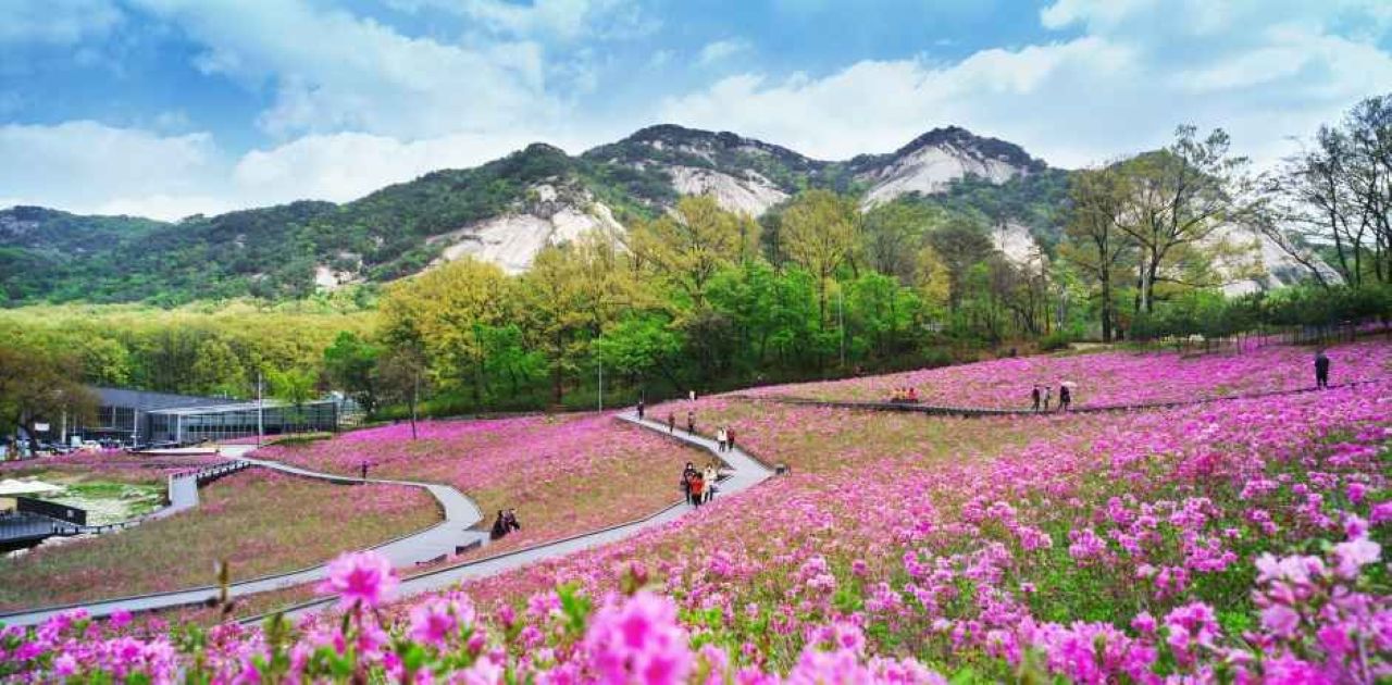 10만 그루의 철쭉 절경 / 사진=한국관광콘텐츠랩