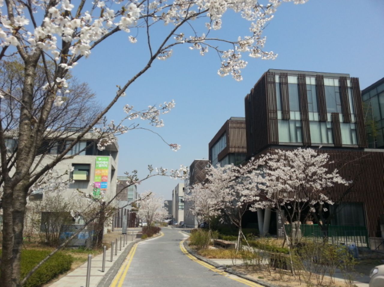 파주 출판단지 벚꽃 / 사진=경기관광플랫폼