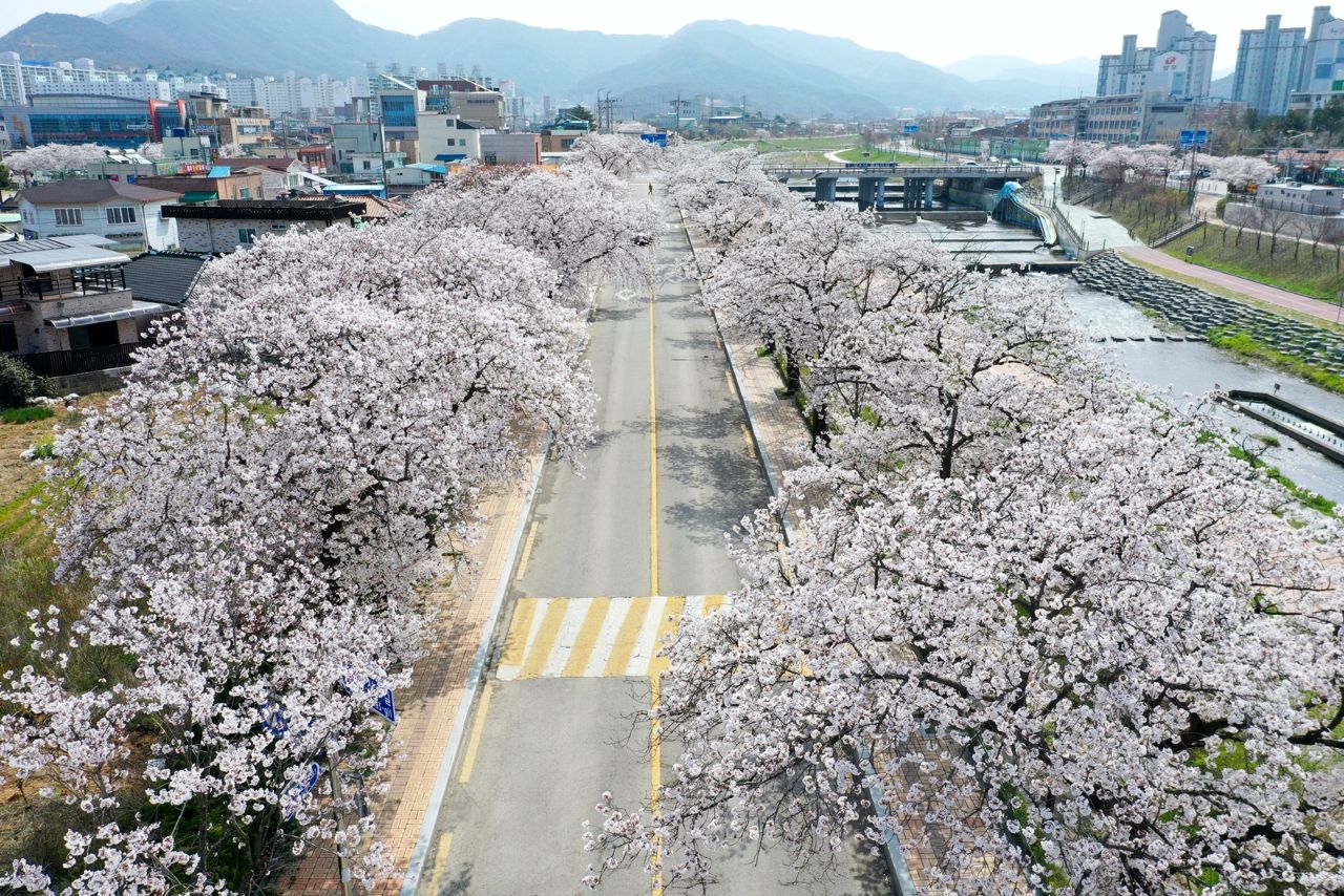 5km의 화려한 벚꽃 런웨이 / 사진=정읍시