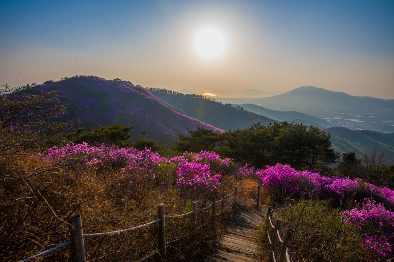 2026 고려산 진달래 축제 정보