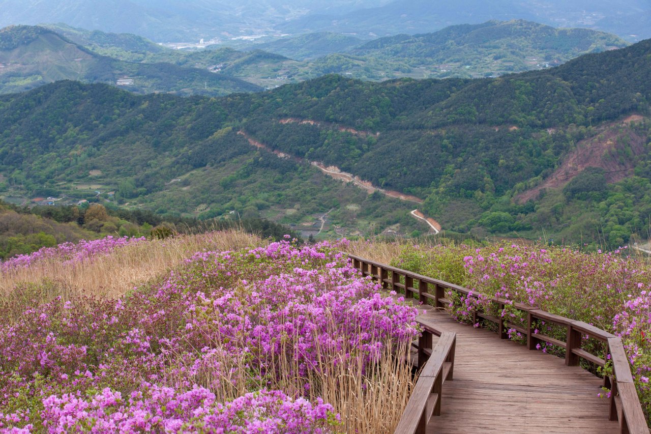 제30회 황매산 철쭉제 / 사진=한국관광공사 포토코리아@송재근