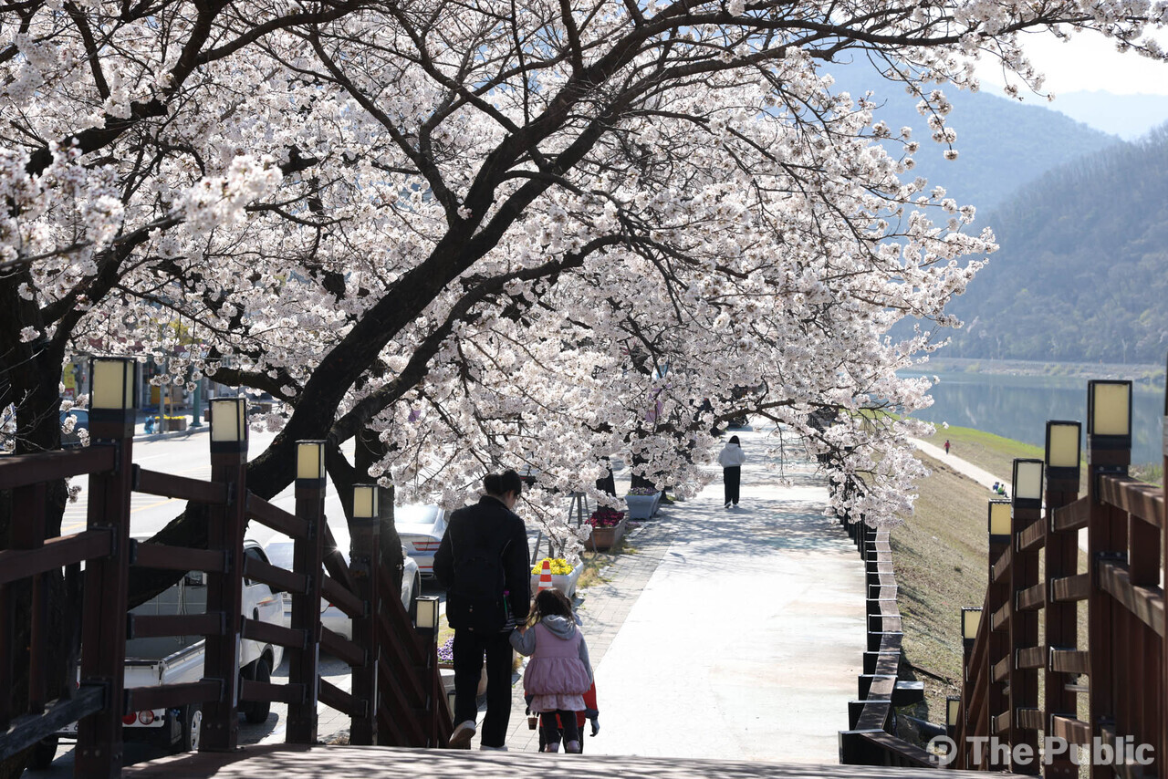 Experience the Magic: 2026 Danyang Cherry Blossom Night Tour with Stunning Lights and Performances