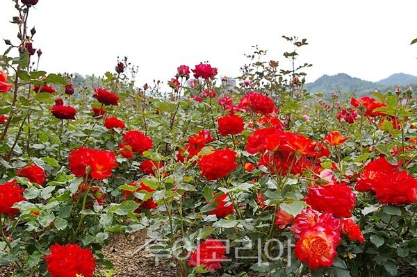 삼척장미축제 ⓒ투어코리아