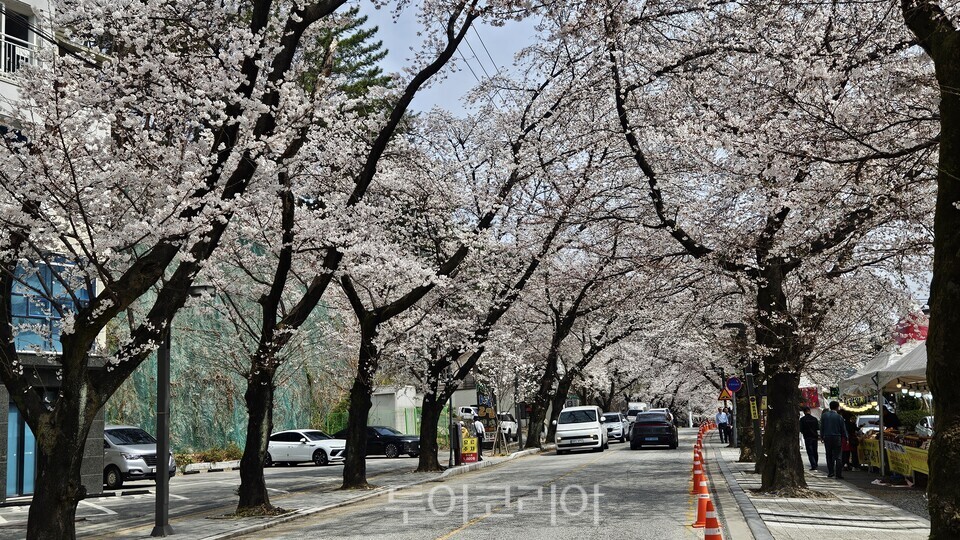 &nbsp;   The cherry blossom tunnel at the Donghaksa entrance in Hakbong 1-ri during the 2026 Gyeryongsan Cherry Blossom Cultural Festival. / Photo by Yoo Kyung-hoon