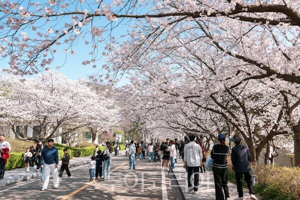 지난 5일 왕인문화축제장 모습. /사진-영암군