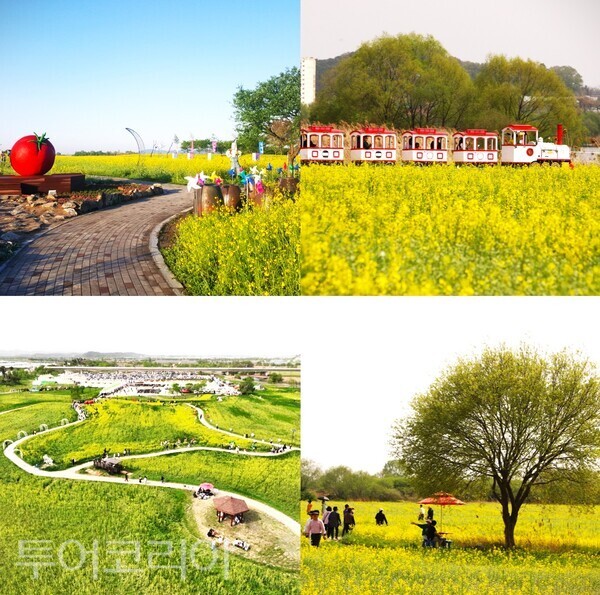 ▲2026 부여세도 방울토마토 & 유채꽃 축제 단지 모습. /사진-부여군(편집 류석만 기자)
