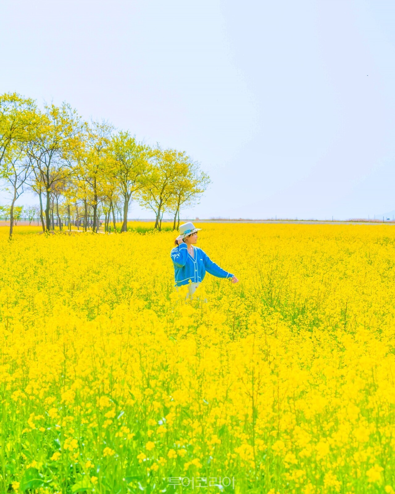 줄포노을빛정원 유채꽃 풍경/사진-부안군