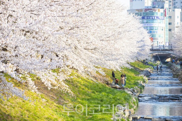 봄철 대표 벚꽃 명소인 울산 무거천/사진-투어코리아 김교환 기자