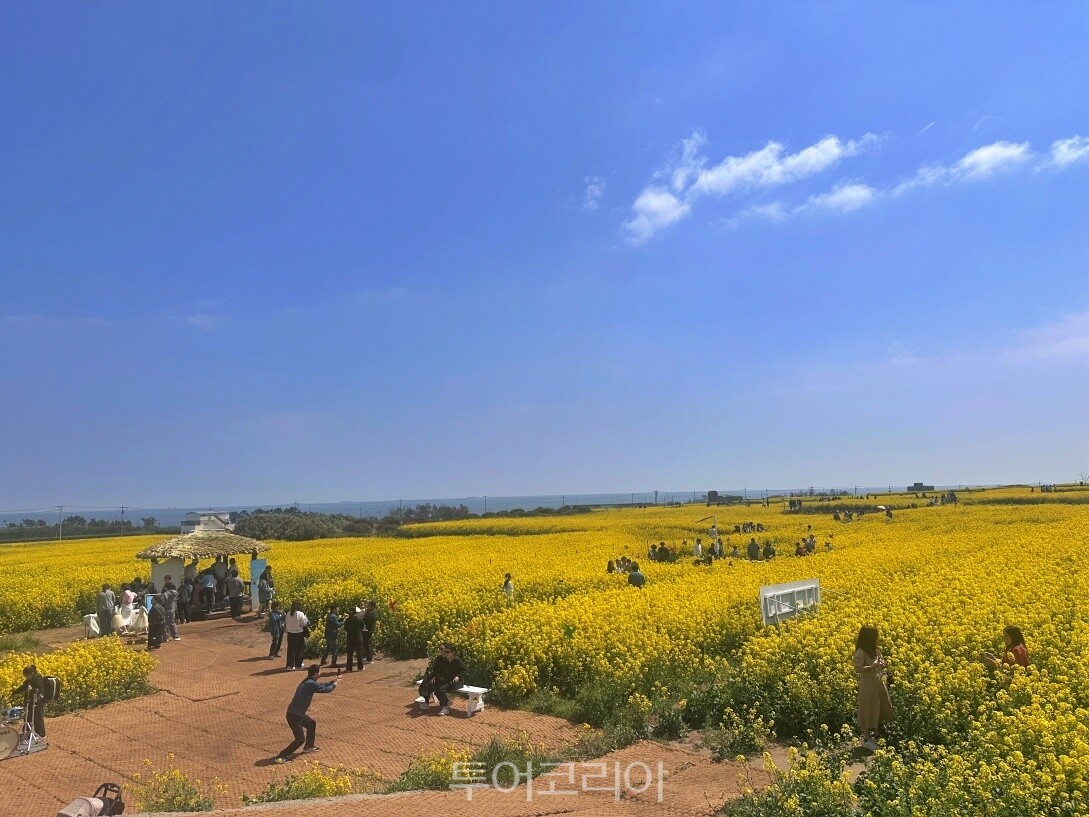 포항 호미반도 유채꽃 축제 / 사진- 포항시