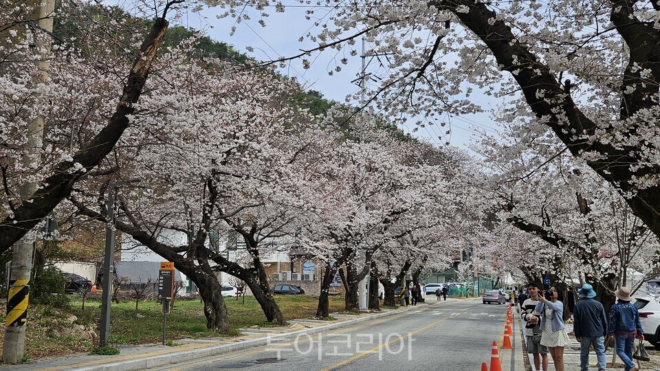 2026 계룡산 벚꽃 문화축제: 만개한 벚꽃과 함께하는 봄의 환상