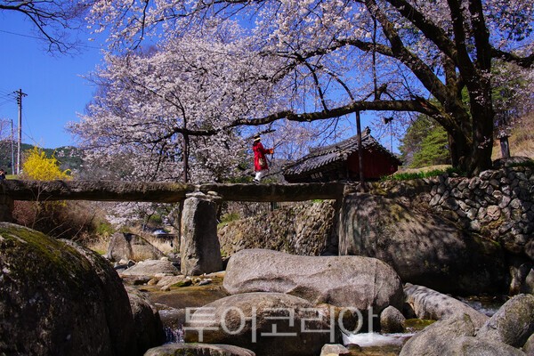 K-Local Travel: Why Korea is the Top Spring Destination for 2026