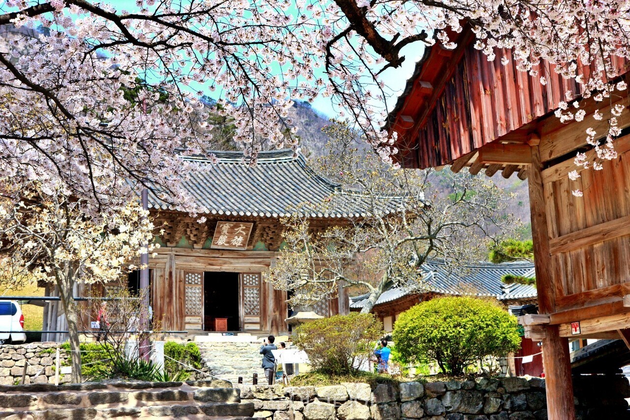 내소사의 봄/ 사진-부안군