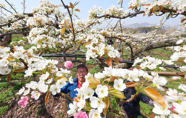 3월 13일 인천 남동구 수산동 한 과수원에서 농부들이 배꽃 만개한 시기를 맞아 인공수분 작업을 하고 있다. 연합뉴스