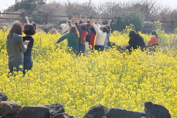 3월 21일 맑은 날씨를 보인 제주 서귀포시 성산일출봉 부근 유채꽃밭에서 관광객들이 사진을 찍는 등 만발한 유채꽃 풍경을 즐기고 있다.연합뉴스