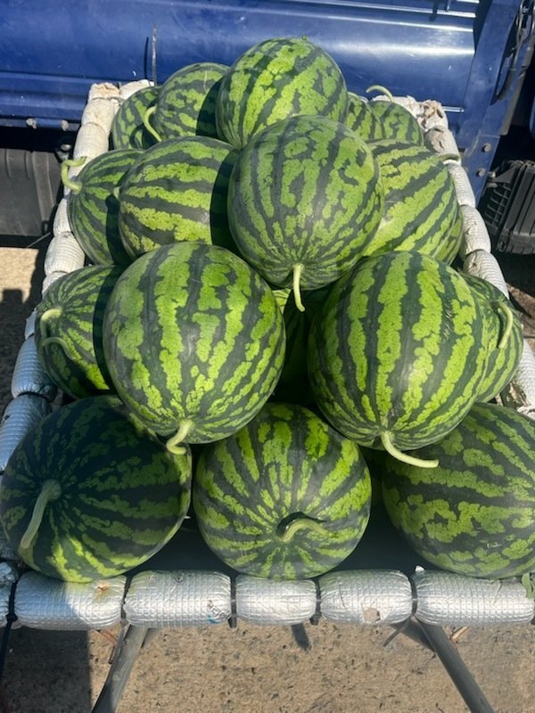 Why Goryeong’s Watermelons Are a Must-Try This Season: 1500 Units Ready for Sale!