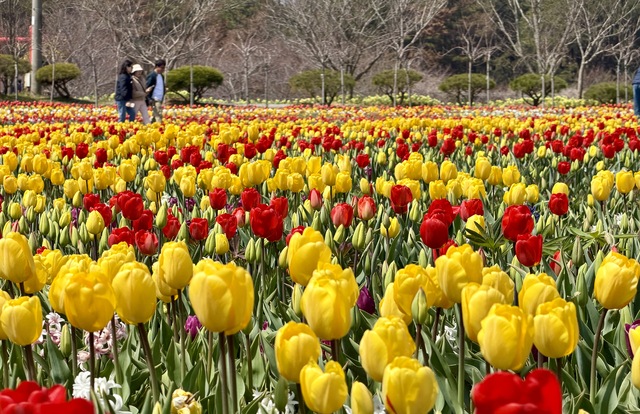 Top Reasons to Visit the 2026 World Tulip Flower Expo in Taean, South Korea!