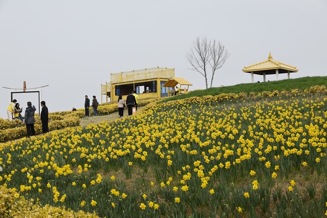 Why You Can’t Miss the 2026 Daffodil Festival in Sinan: Tips for a Perfect Visit