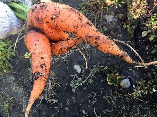 ymmfarm