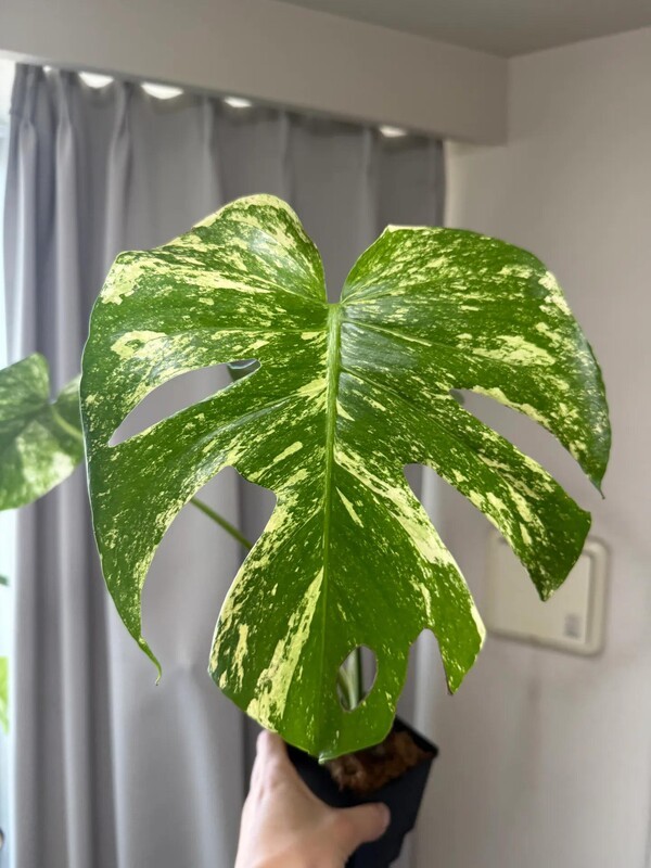 plantslog