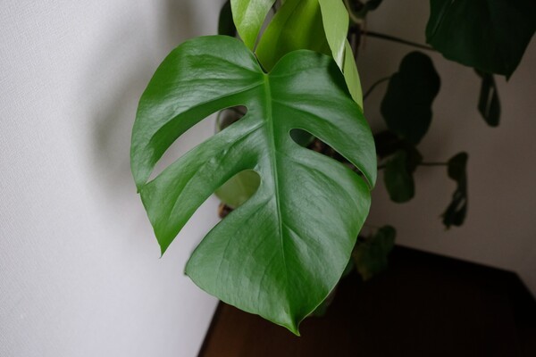sugoigreen