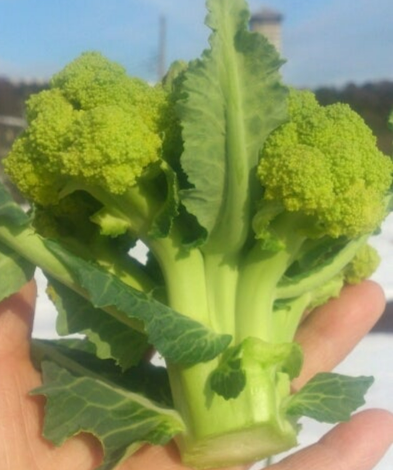 ameblo