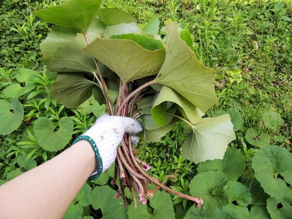 otonano