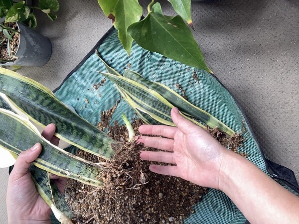 sansvieria